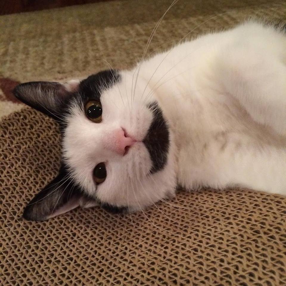 Nova’s Having Hyperthyroid Adventures.