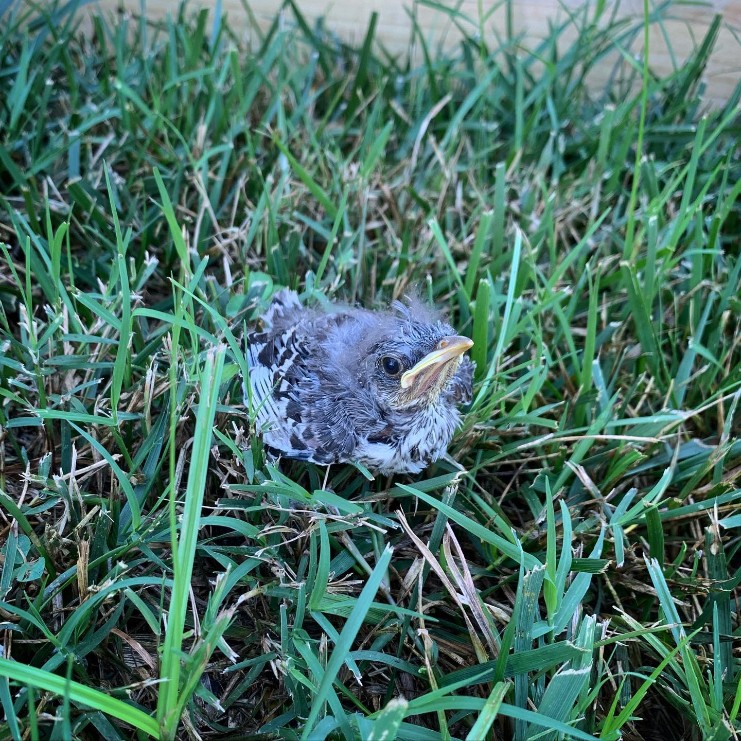 Adventures in Yard Life