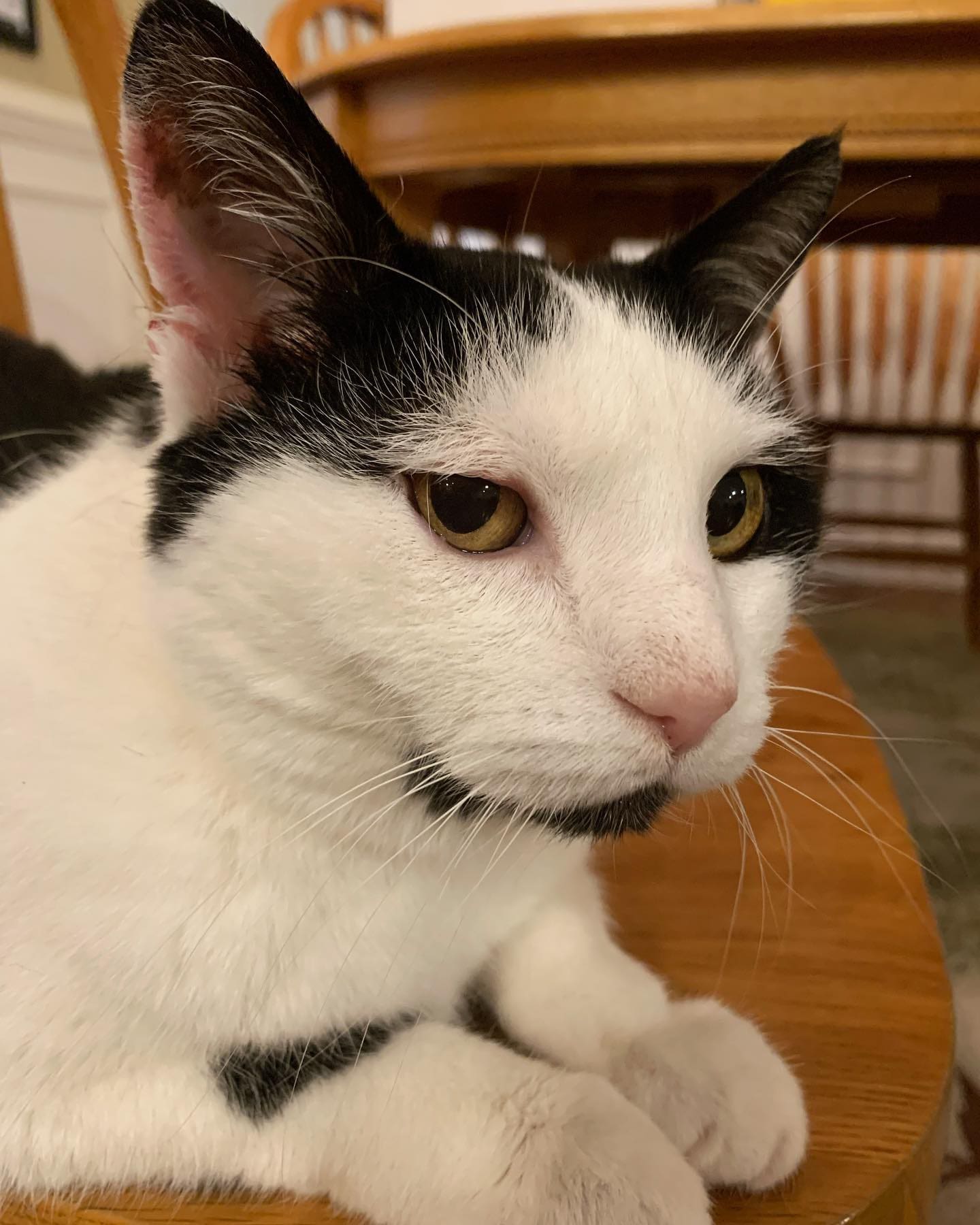 Adventures in Weird Cat Ears