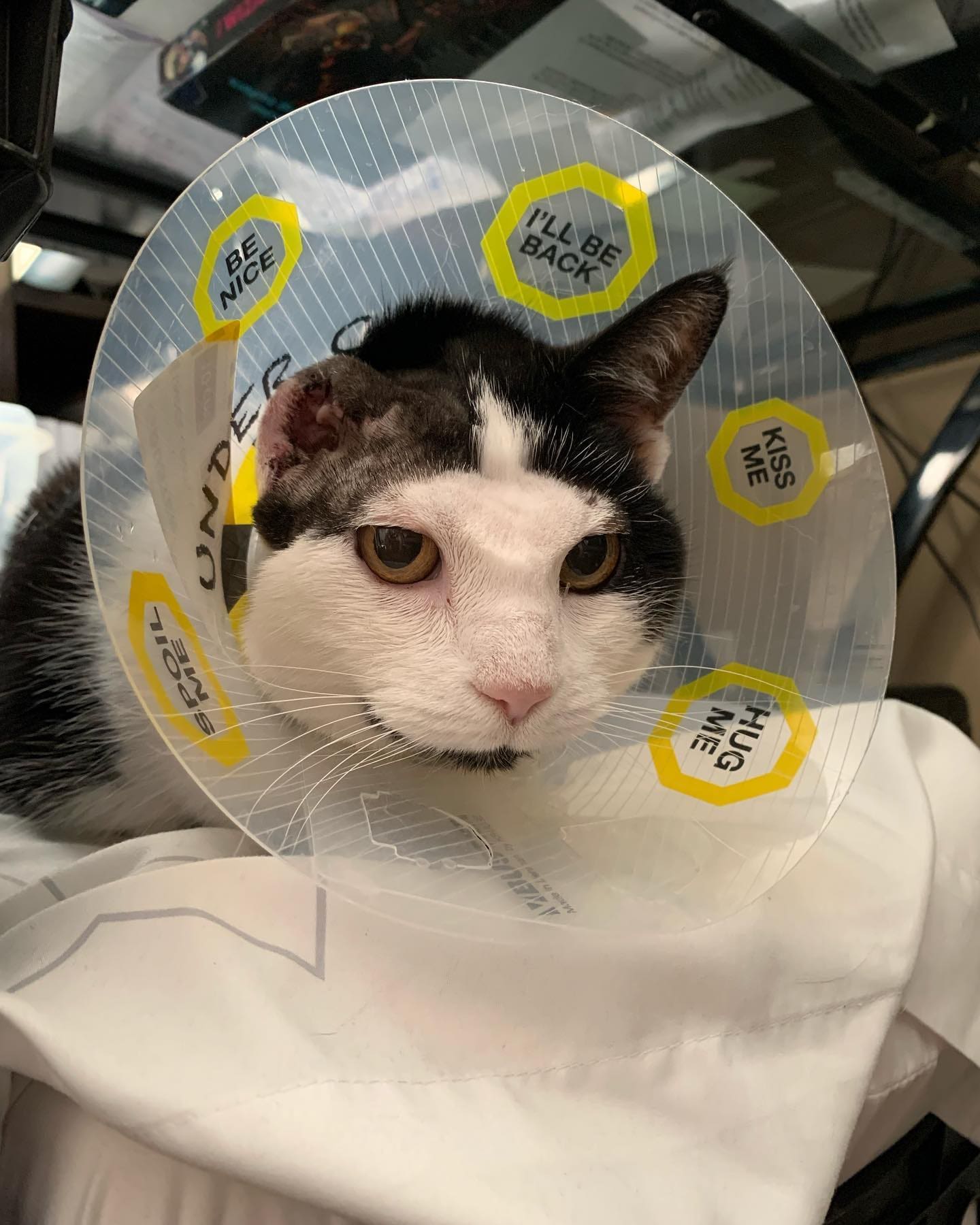 Adventures in One-Eared Cats