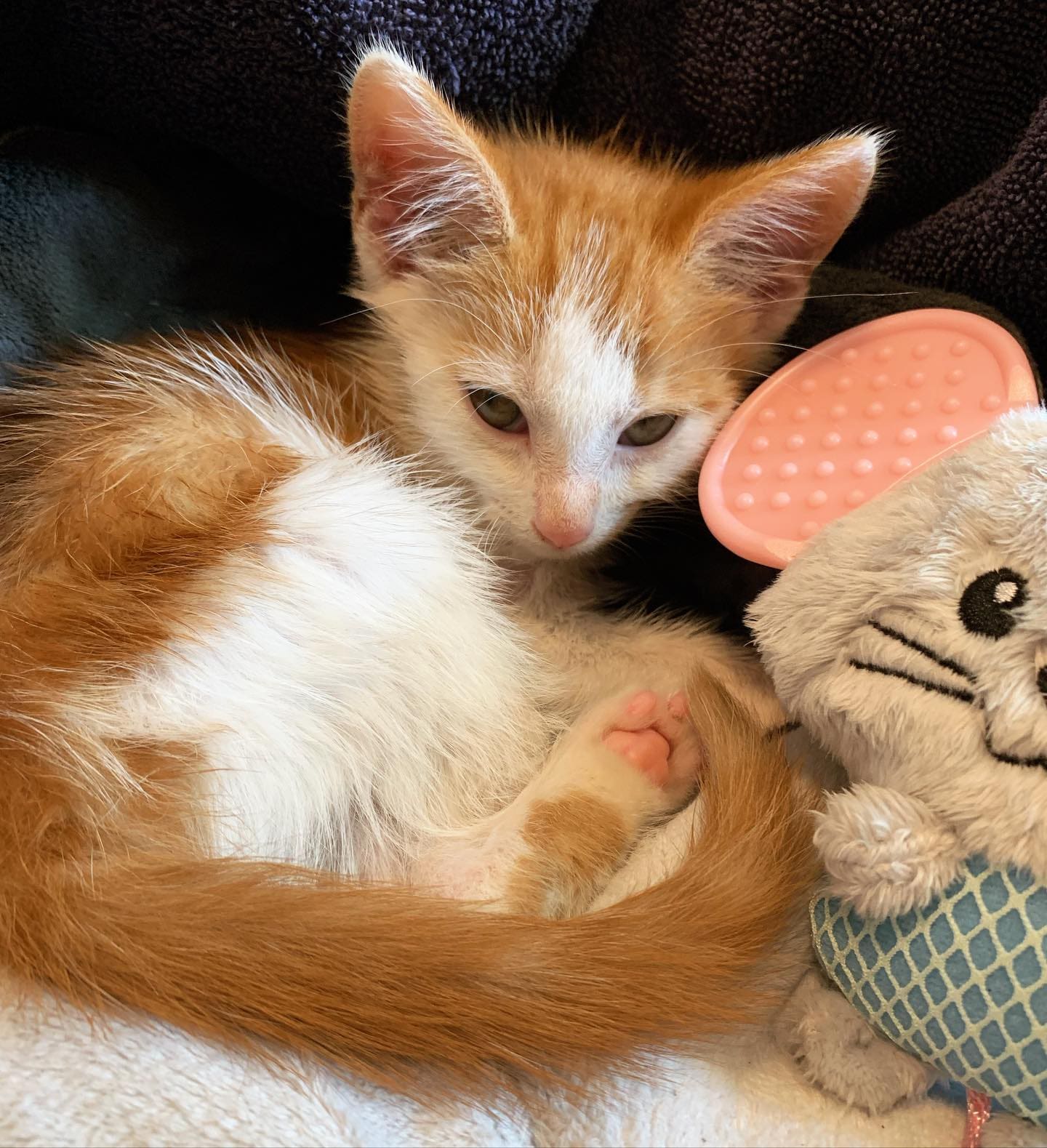 Meet our new blessing, Dazzle.