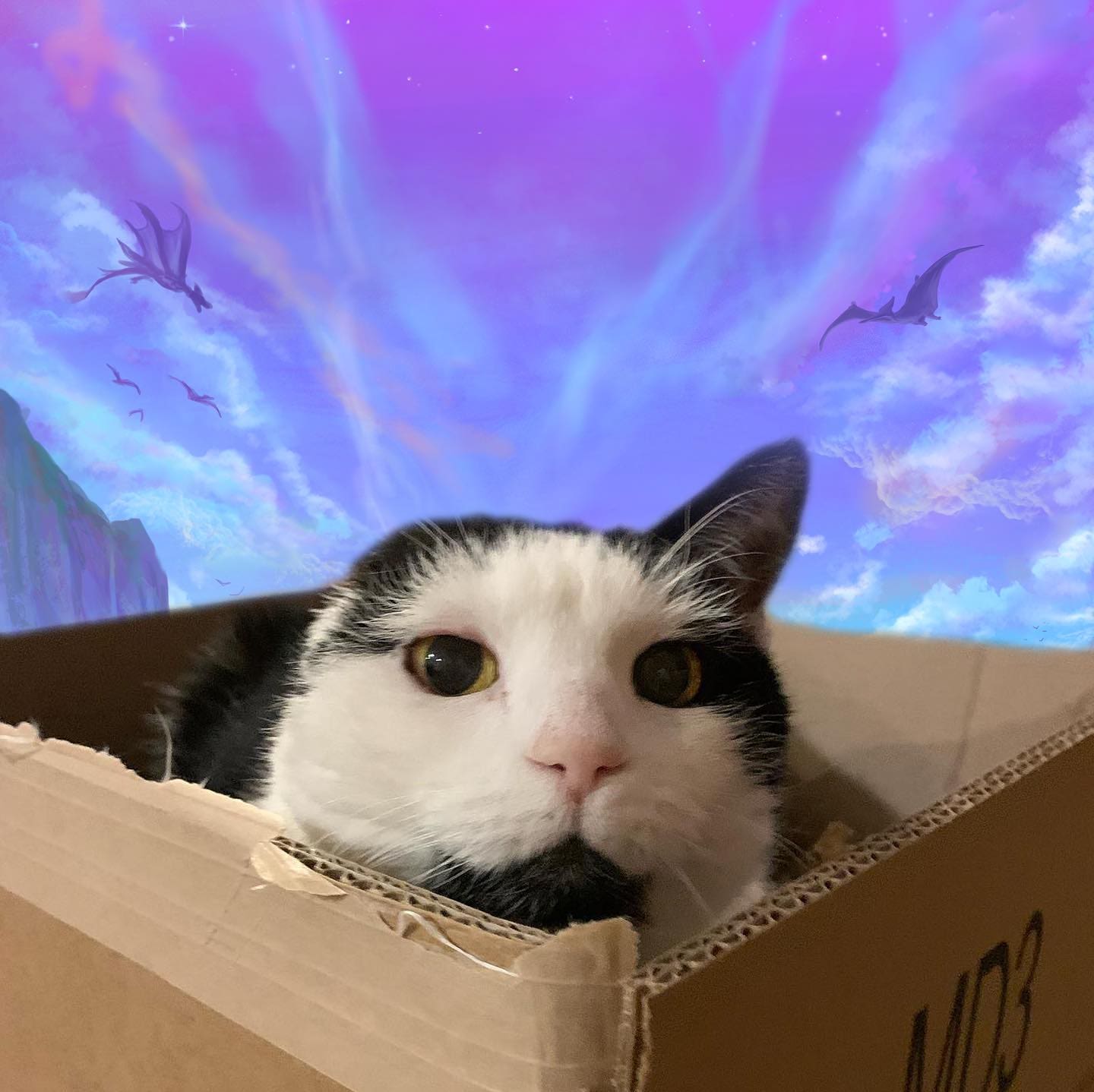 To Nova, in her next life.