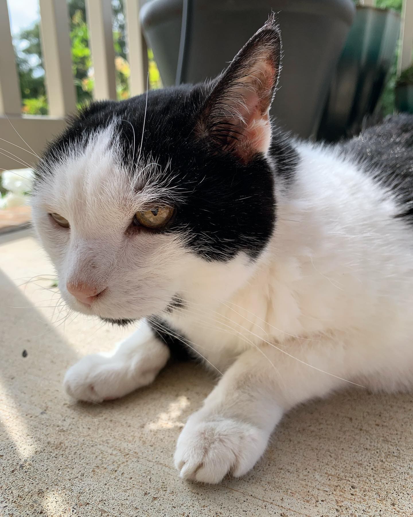 A sad Nova update. 😔